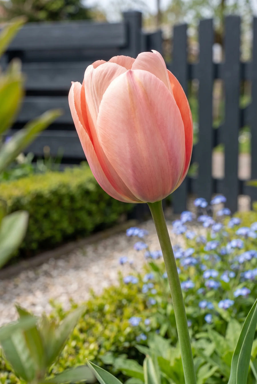 Tulipa Salmon Impression — close-up van de bloem