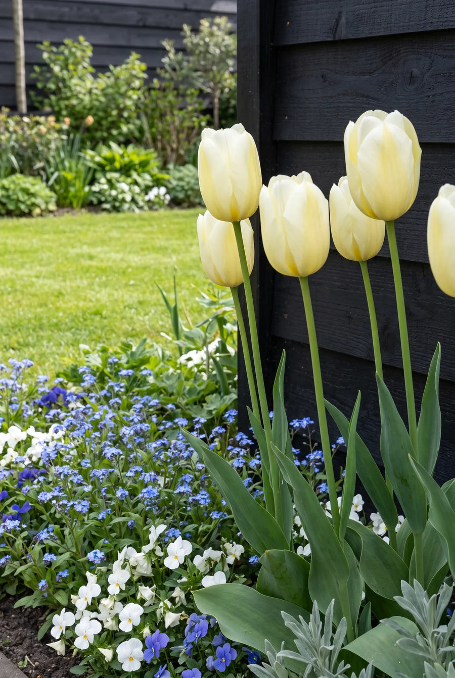 Tulipa City of Vancouver in de border