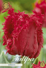 Tulipa Barbados