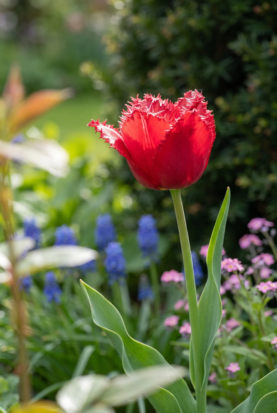 Tulipa Barbados sfeerbeeld