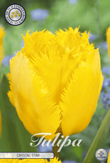 Tulipa Crystal Star