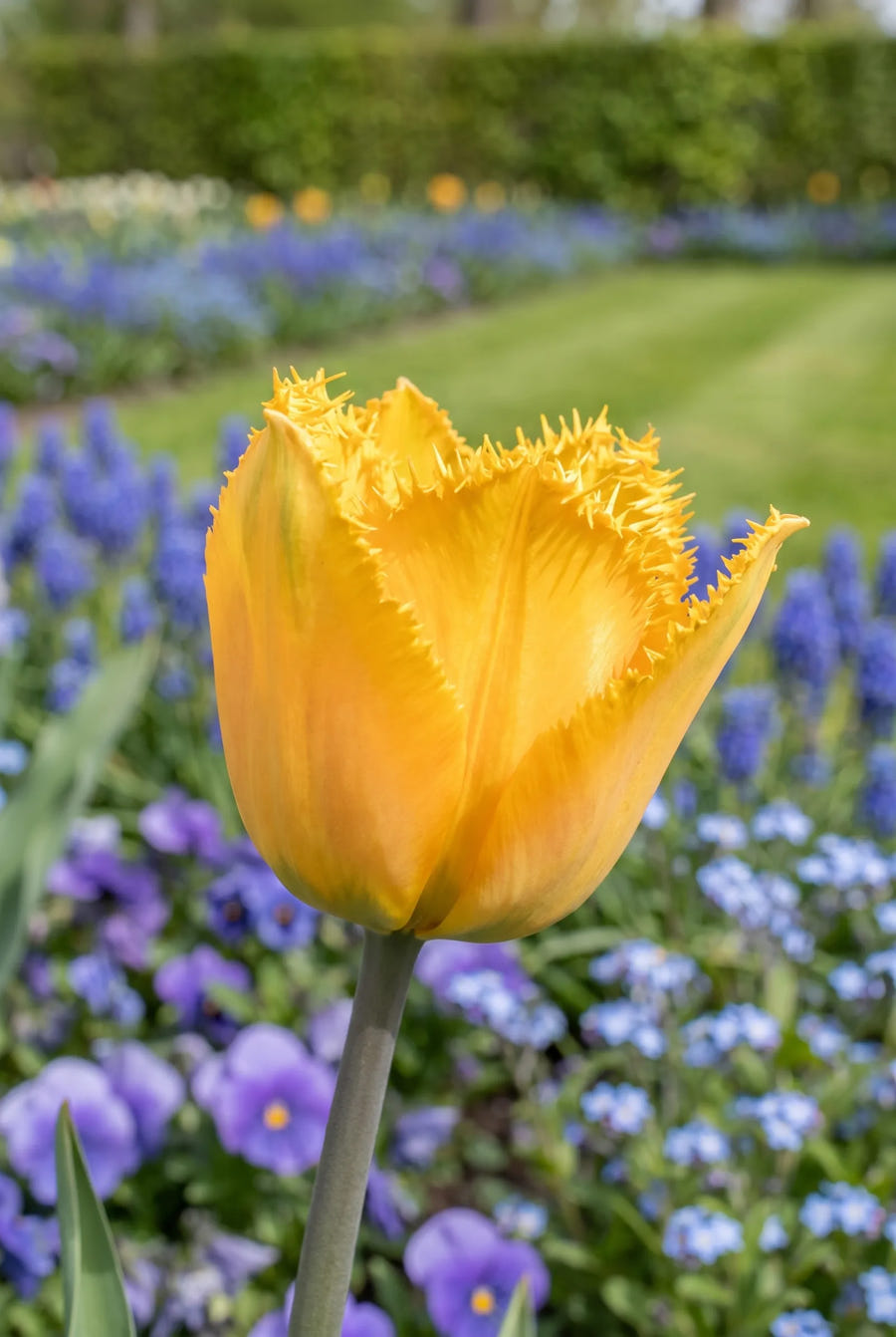 Tulipa Crystal Star close-up van de bloem