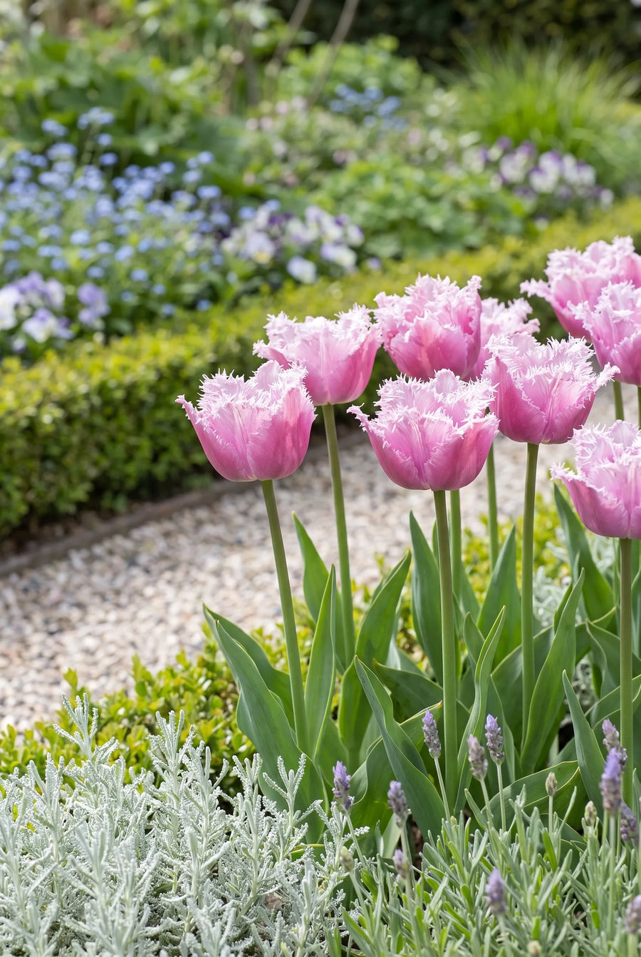 Tulipa Perth — in de border
