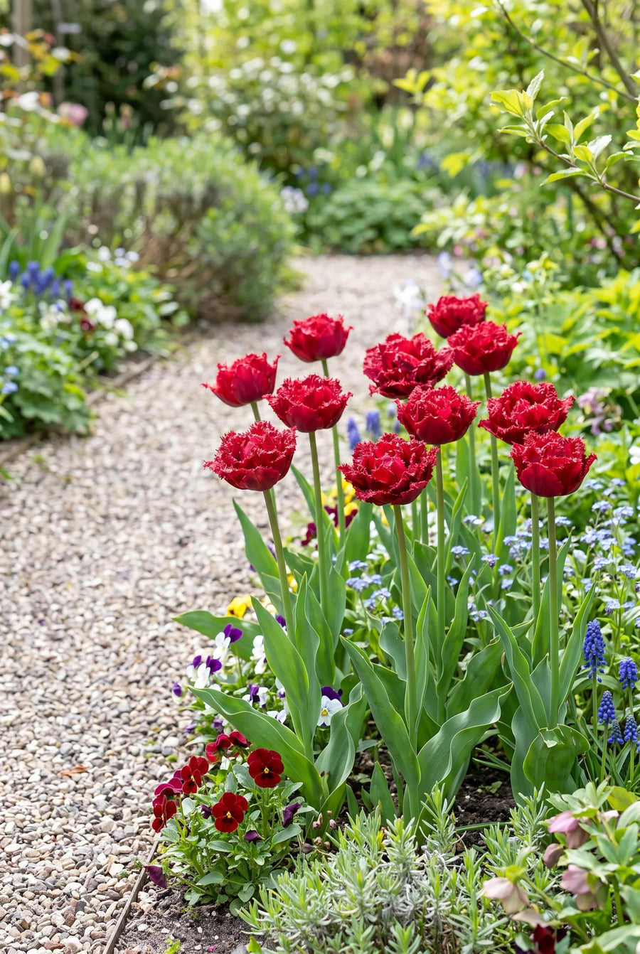 Tulipa Quatar — in de tuin