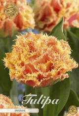 Tulipa Brisbane