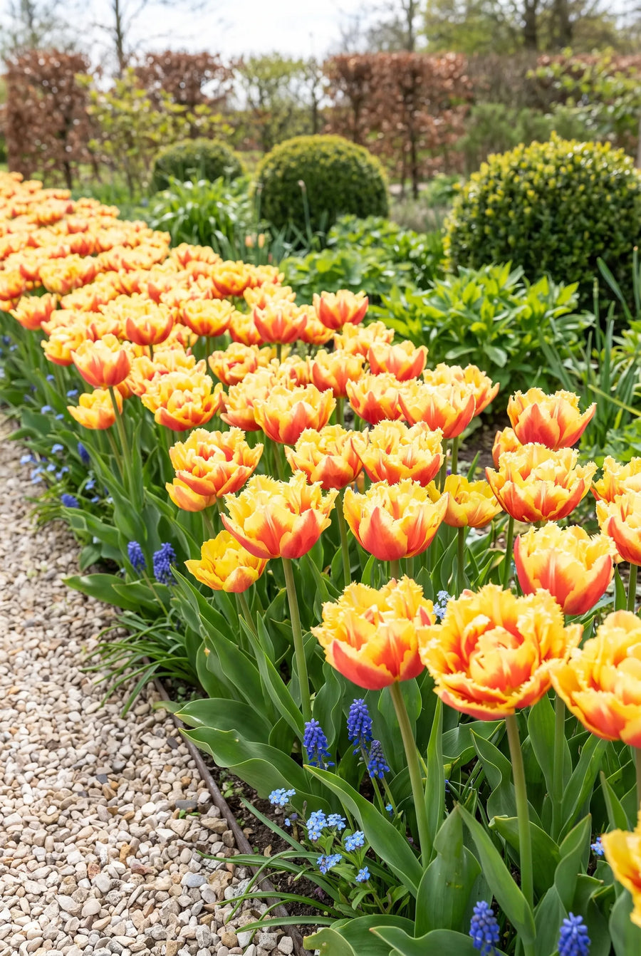 Tulipa Vaya Con Dios — groep in de tuinborder