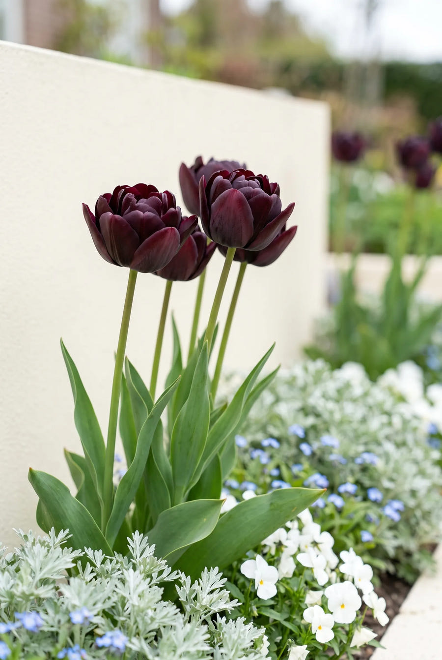 Tulipa Black Hero — in de border