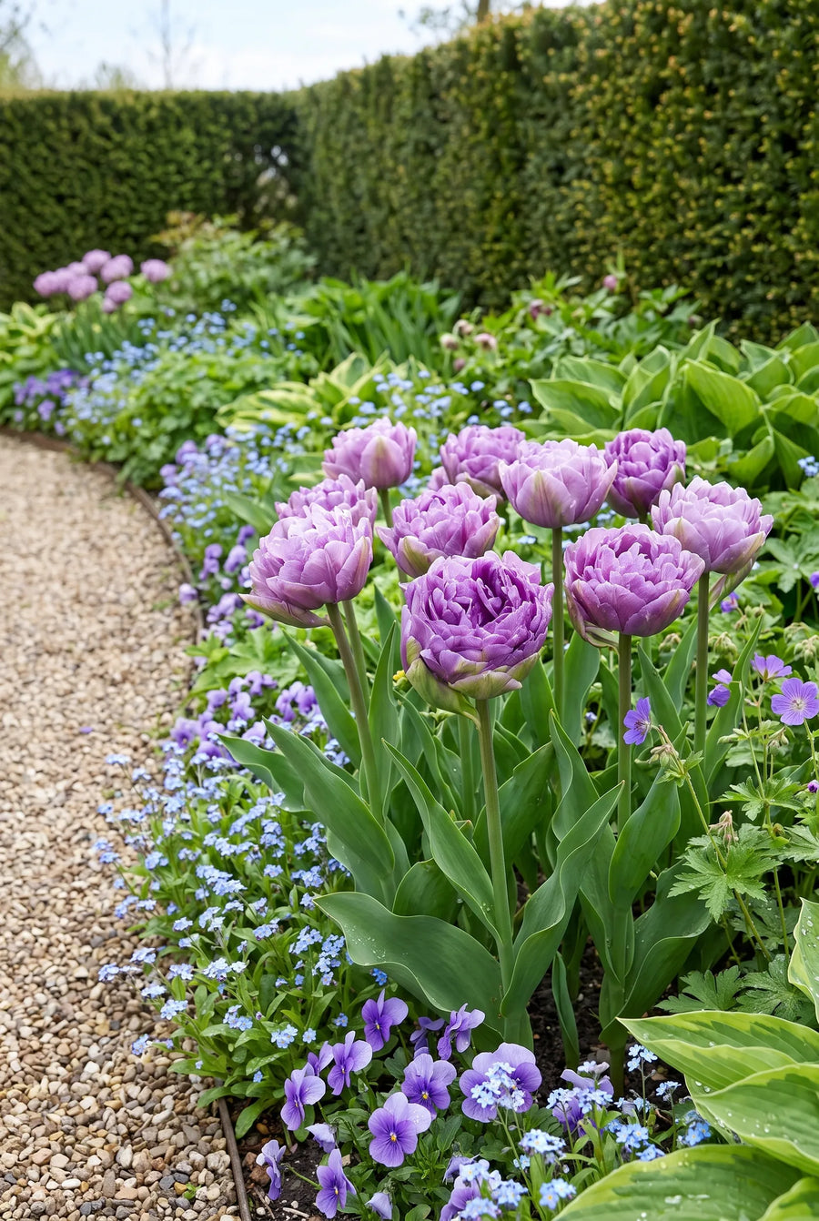 Tulipa Blue Wow premium — groep in de tuinborder
