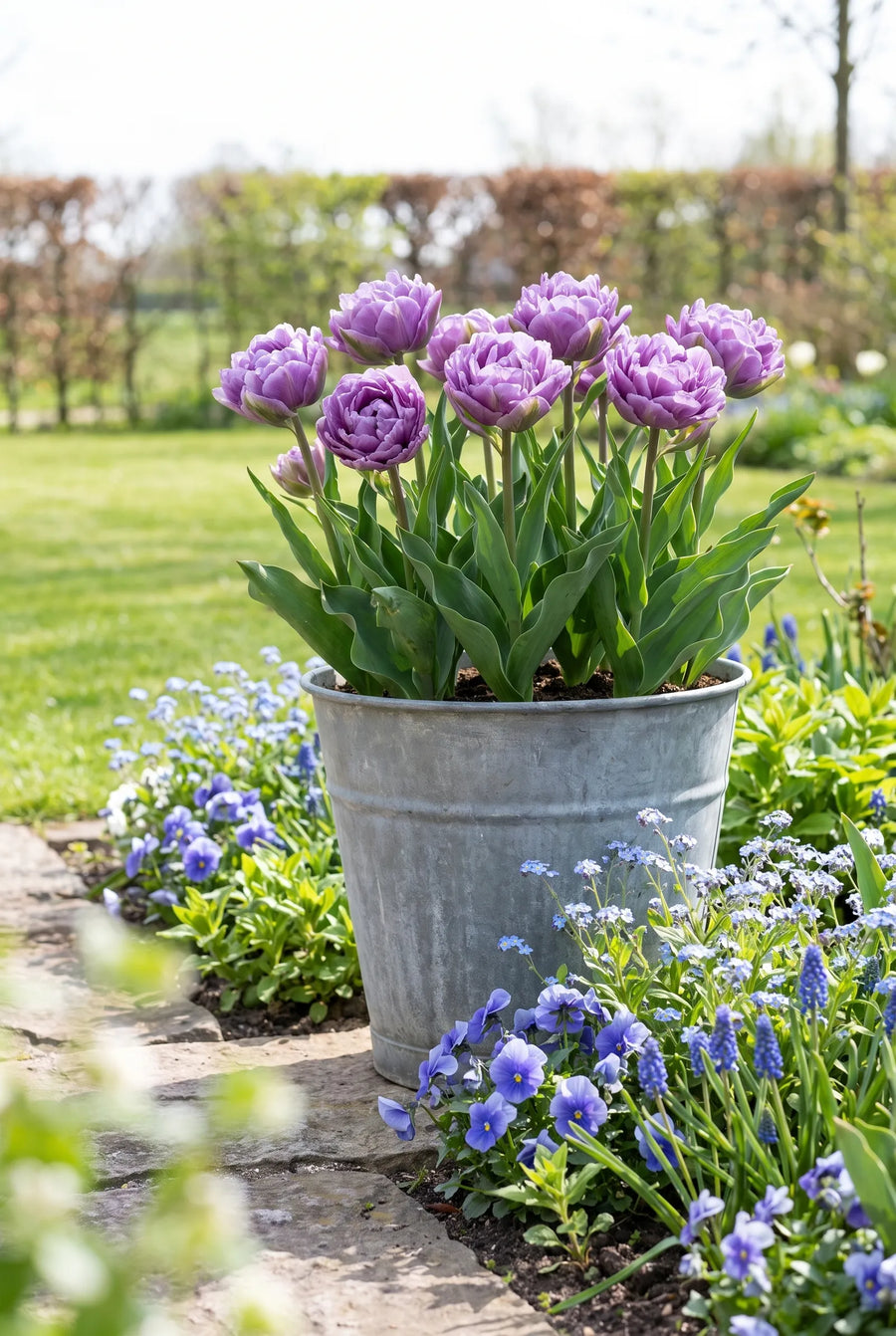 Tulipa Blue Wow premium — in pot op terras