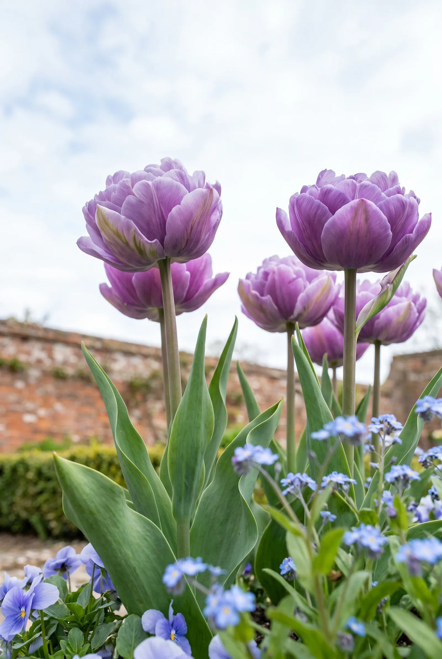 Tulipa Blue Wow premium — in de tuin