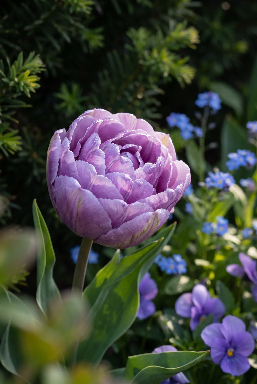 Tulipa Blue Wow premium — sfeerbeeld