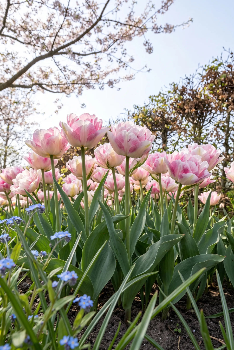 Tulipa Double Shake — in de tuin