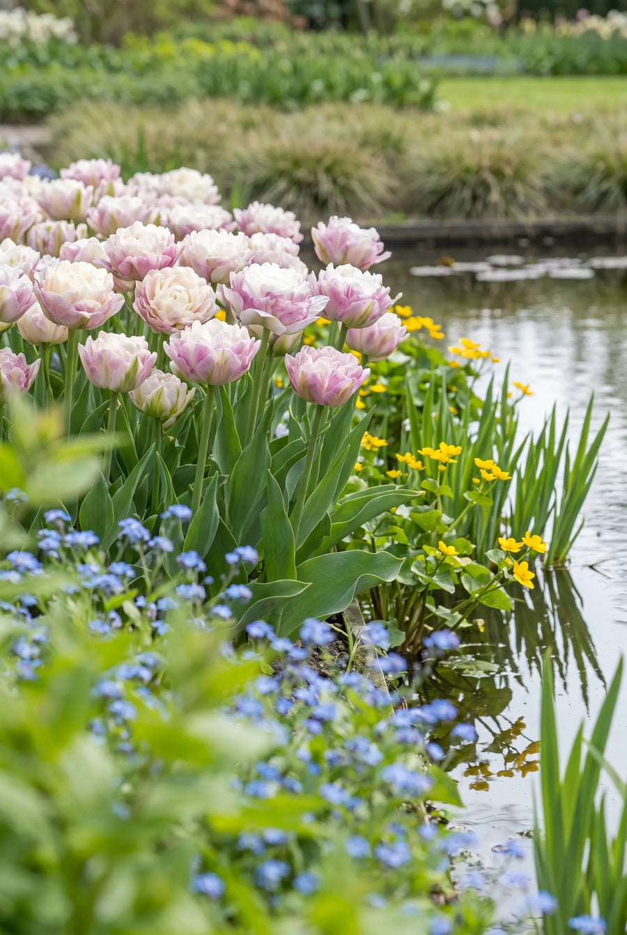 Tulipa Double Surprise — in de tuin