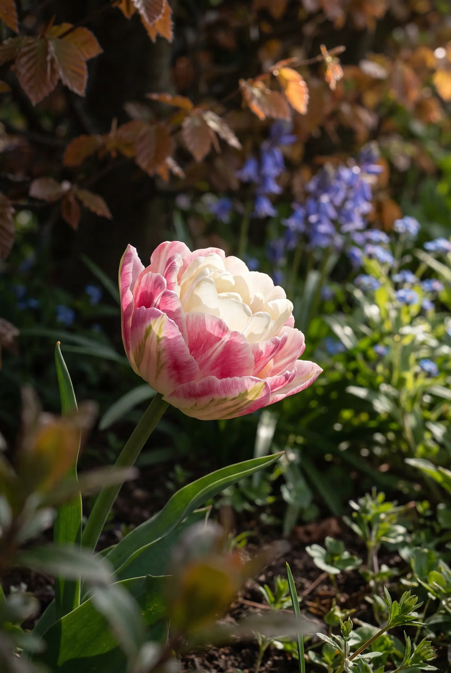 Tulipa Double Surprise — sfeerbeeld