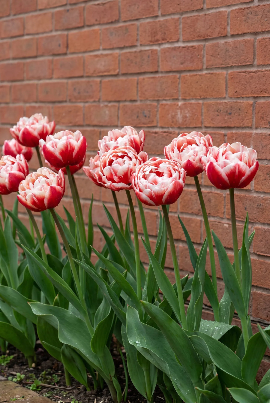 Tulipa Drumline — groep in de tuinborder