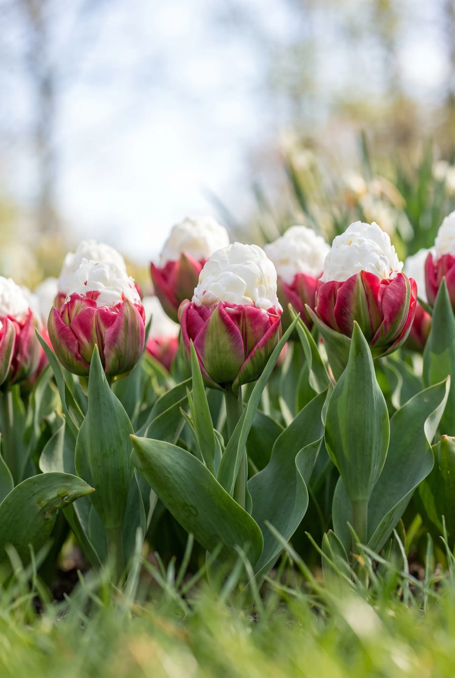 Tulipa Ice Cream — vanuit een lage hoek