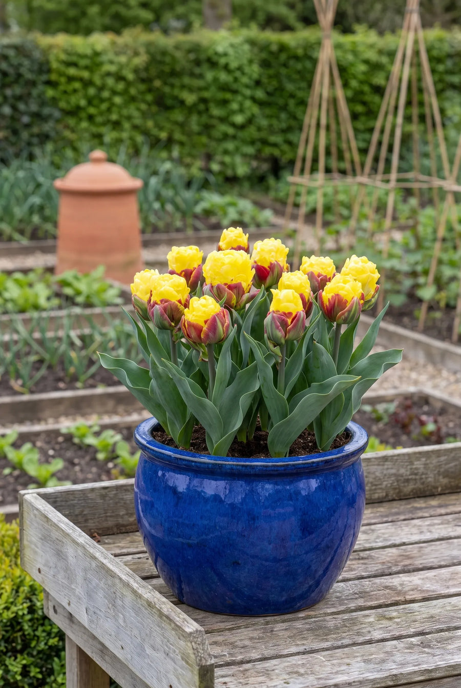 Tulipa Ice Cream Banana — in pot op terras