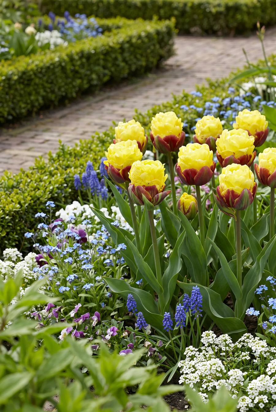 Tulipa Ice Cream Banana — in de tuin
