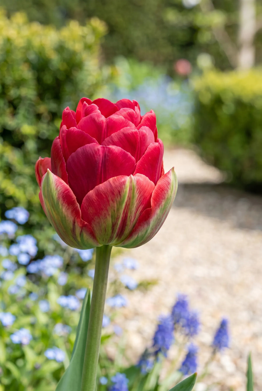 Tulipa Ice Cream Strawberry — close-up van de bloem