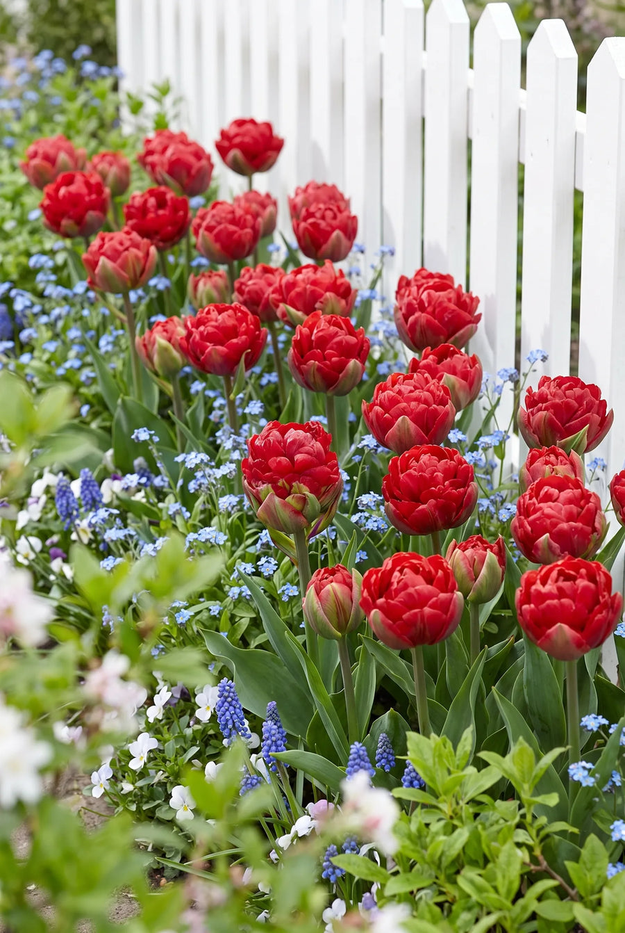 Tulipa Ice Cream Strawberry — groep in de tuinborder