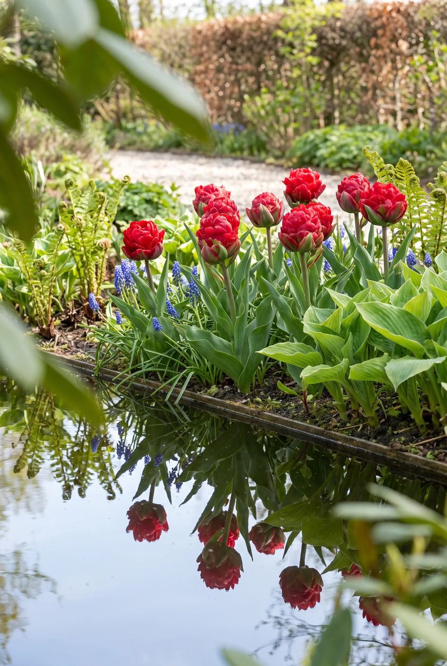 Tulipa Ice Cream Strawberry — in de tuin