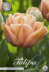 Tulipa La Belle Epoque