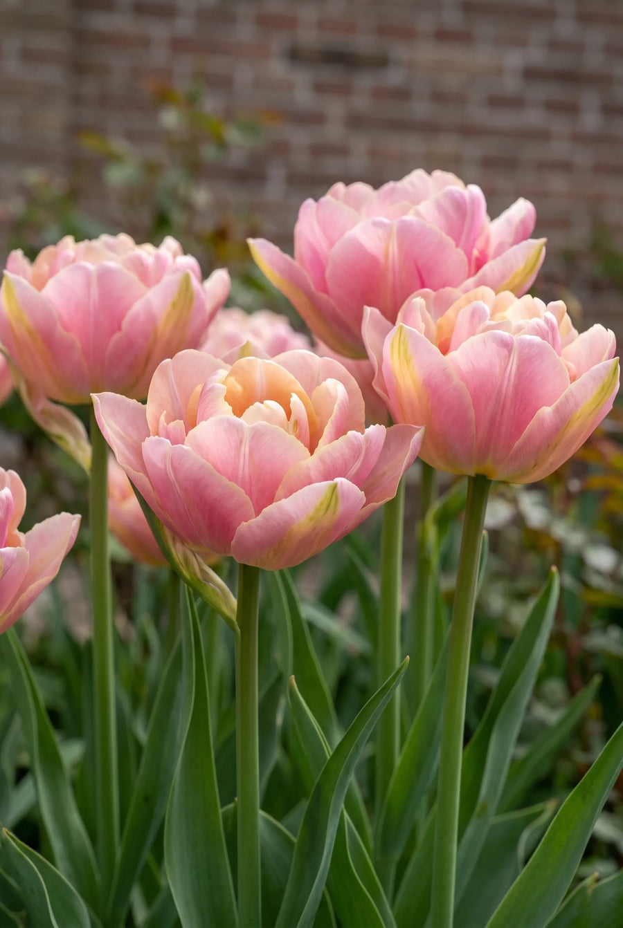 Tulipa Pink Star — sfeerbeeld