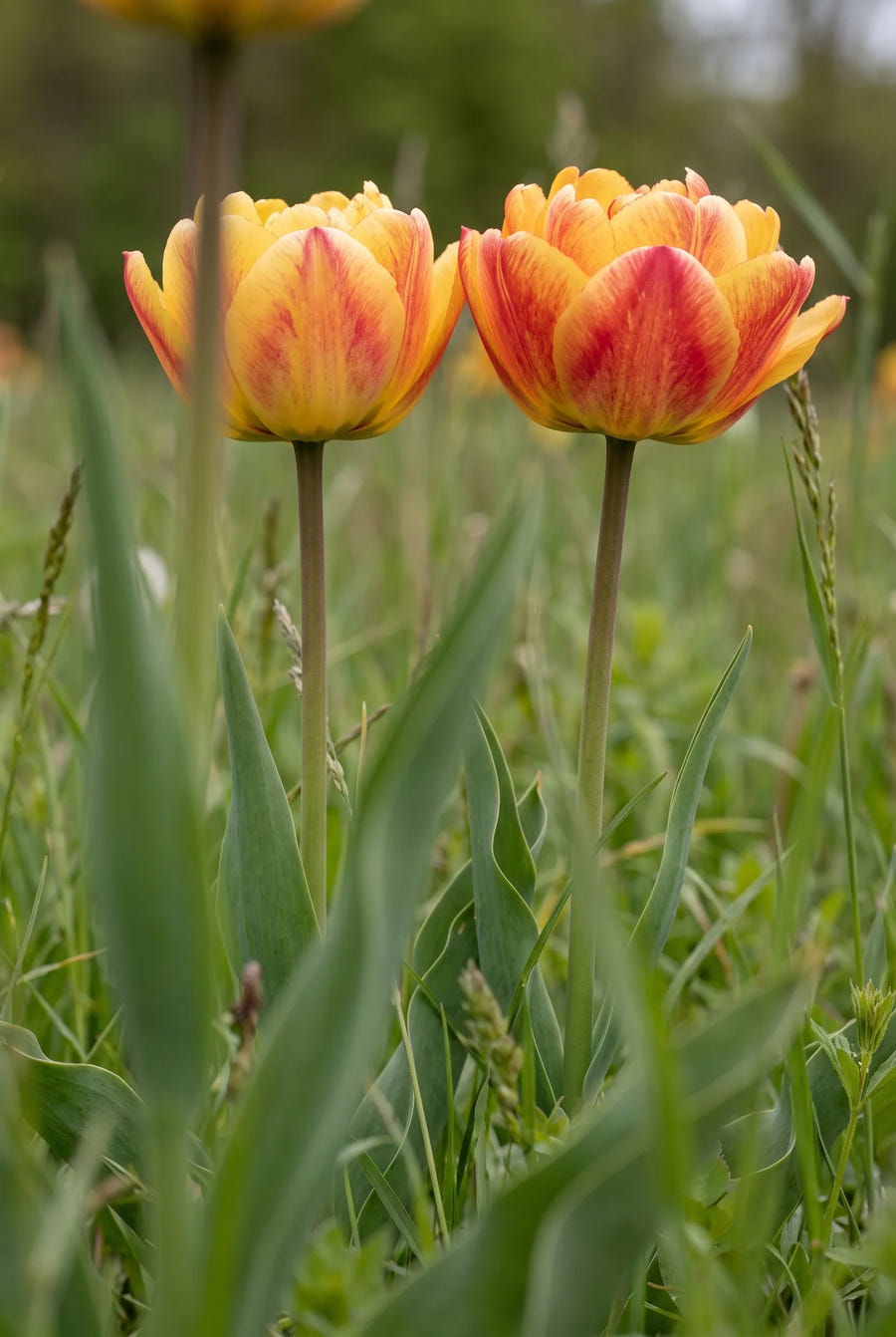 Tulipa Sundowner — in de tuin
