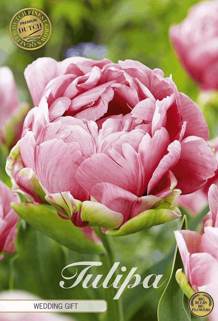 Tulipa Wedding Gift