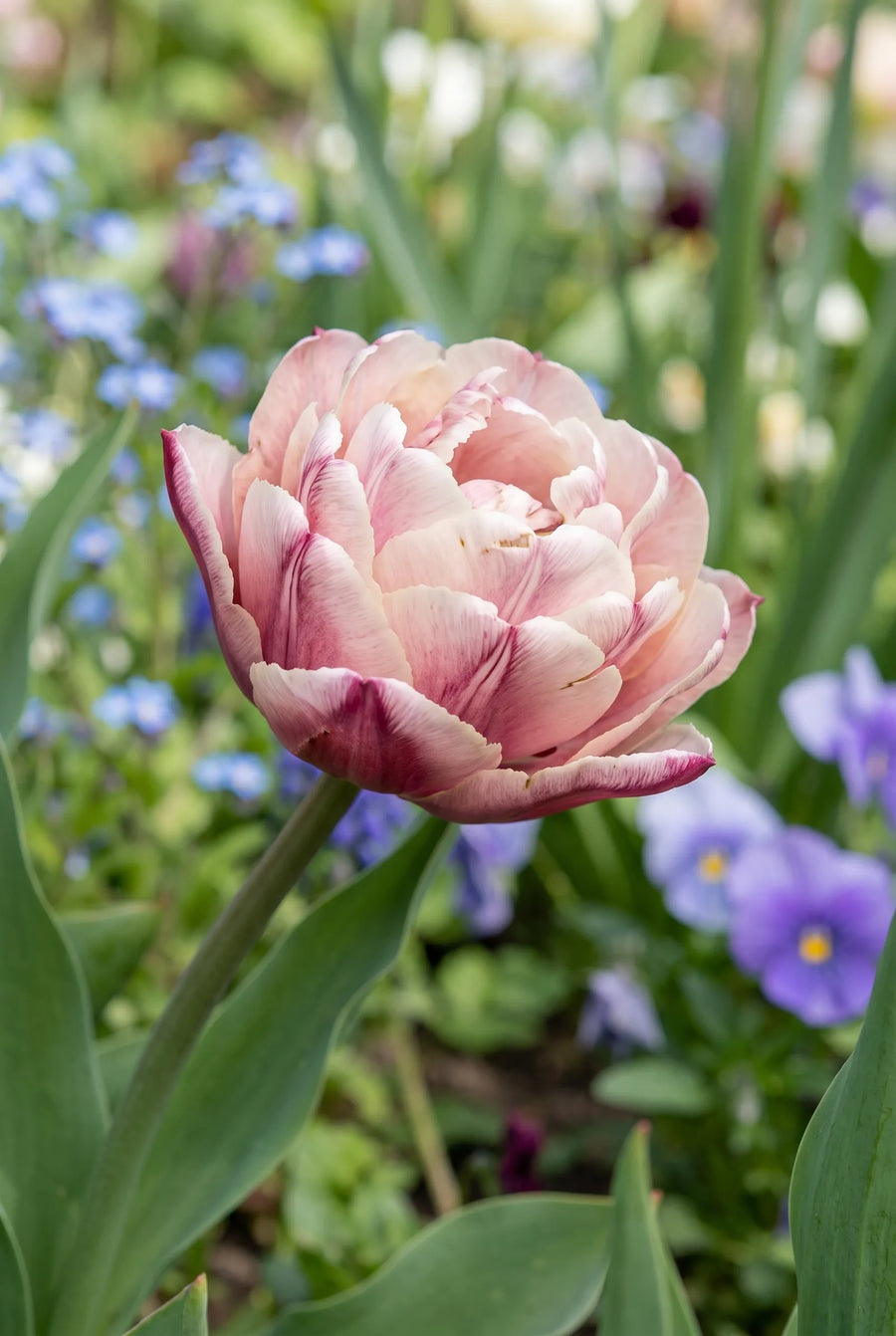 Tulipa Wyndham — close-up van de bloem