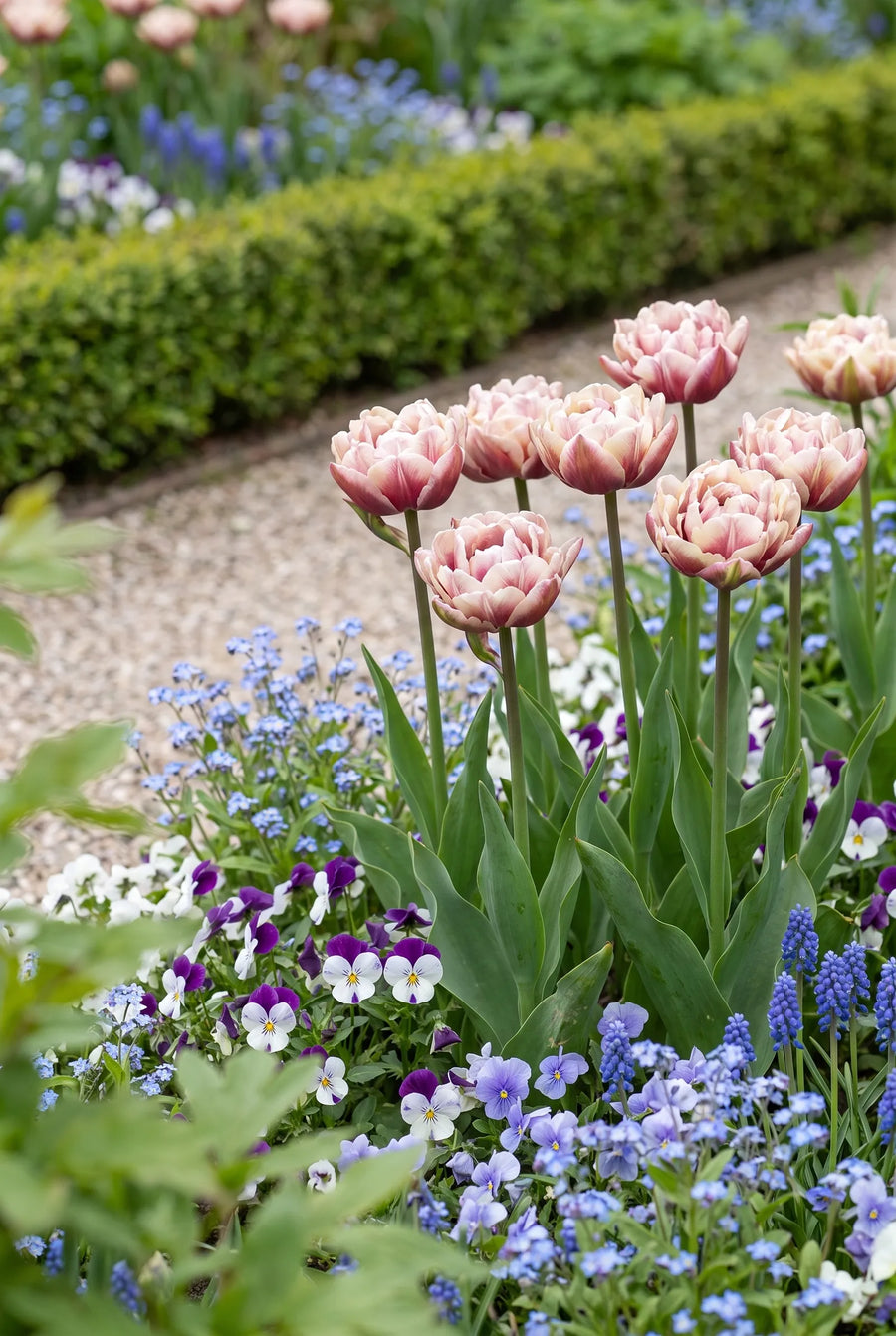 Tulipa Wyndham — groep in de tuinborder