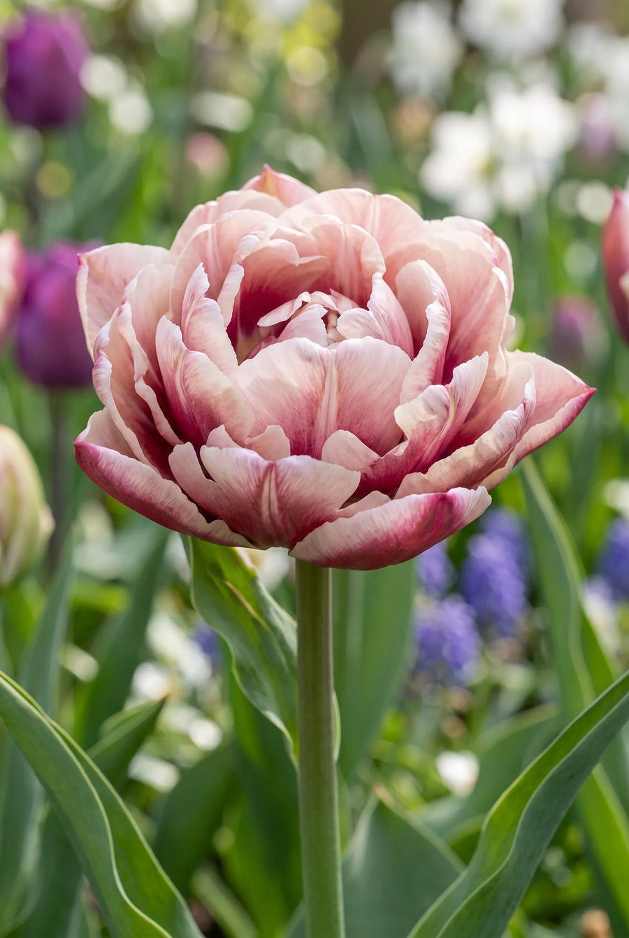 Tulipa Wyndham — sfeerbeeld