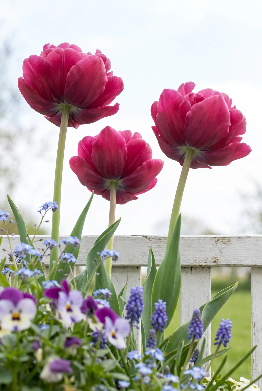 Tulipa World Bowl — in de tuin