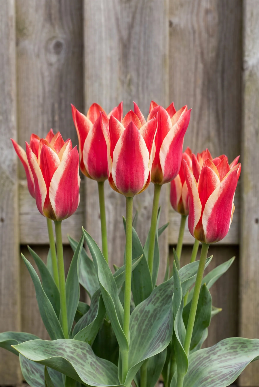 Tulipa Pinocchio — in de border