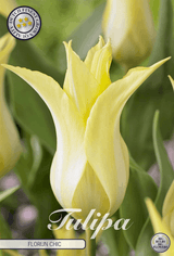 Tulipa Florijn Chic