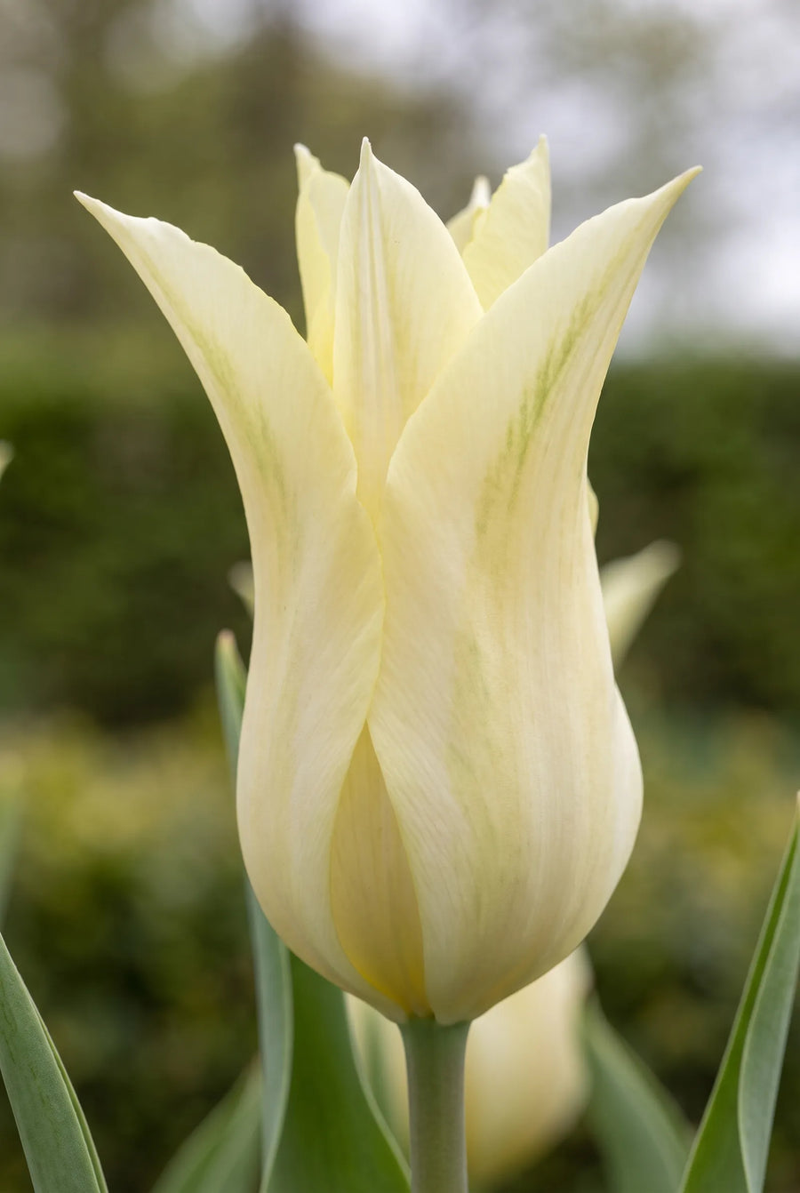 Tulipa Florijn Chic — close-up van de bloem