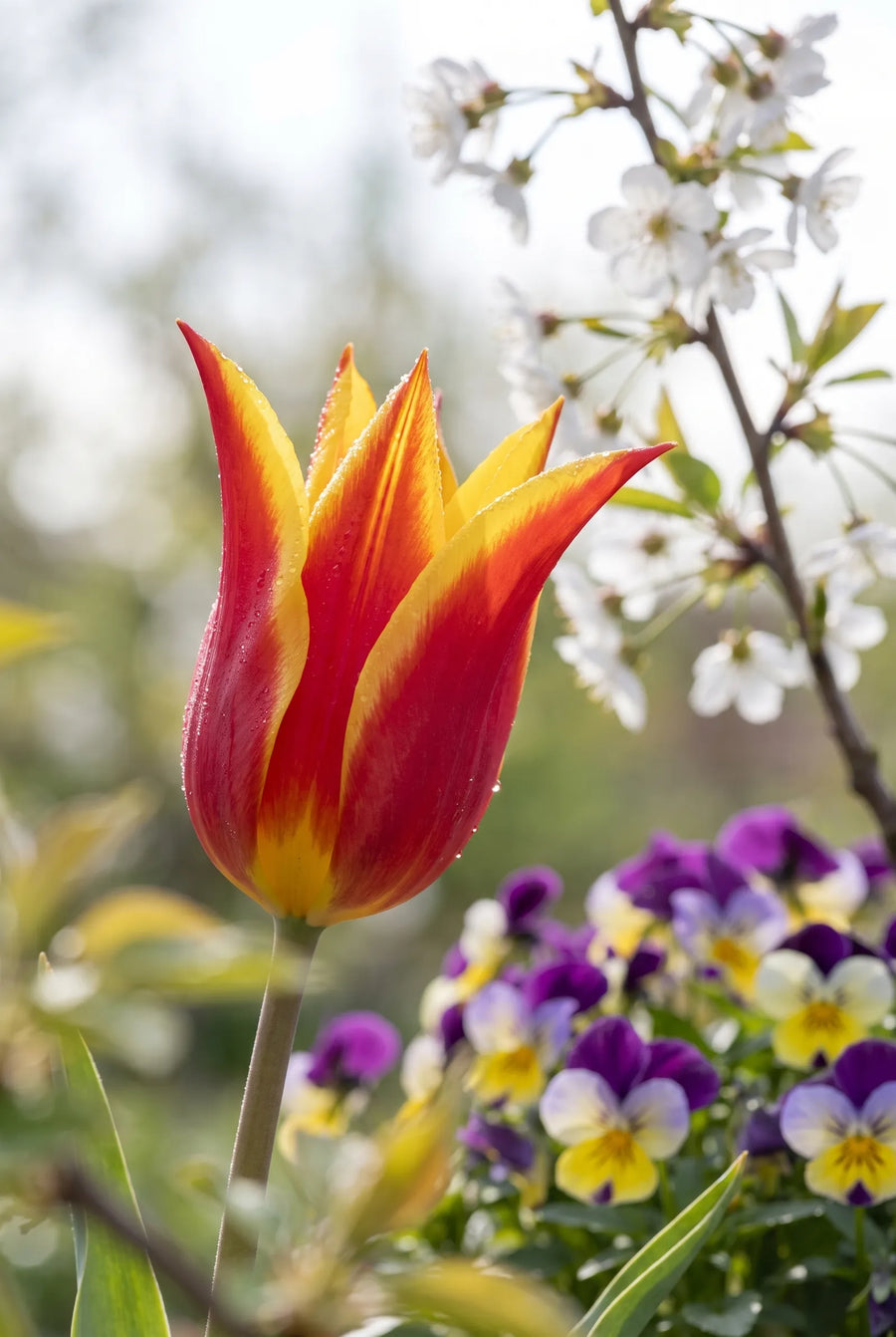 Tulipa Fly Away — sfeerbeeld