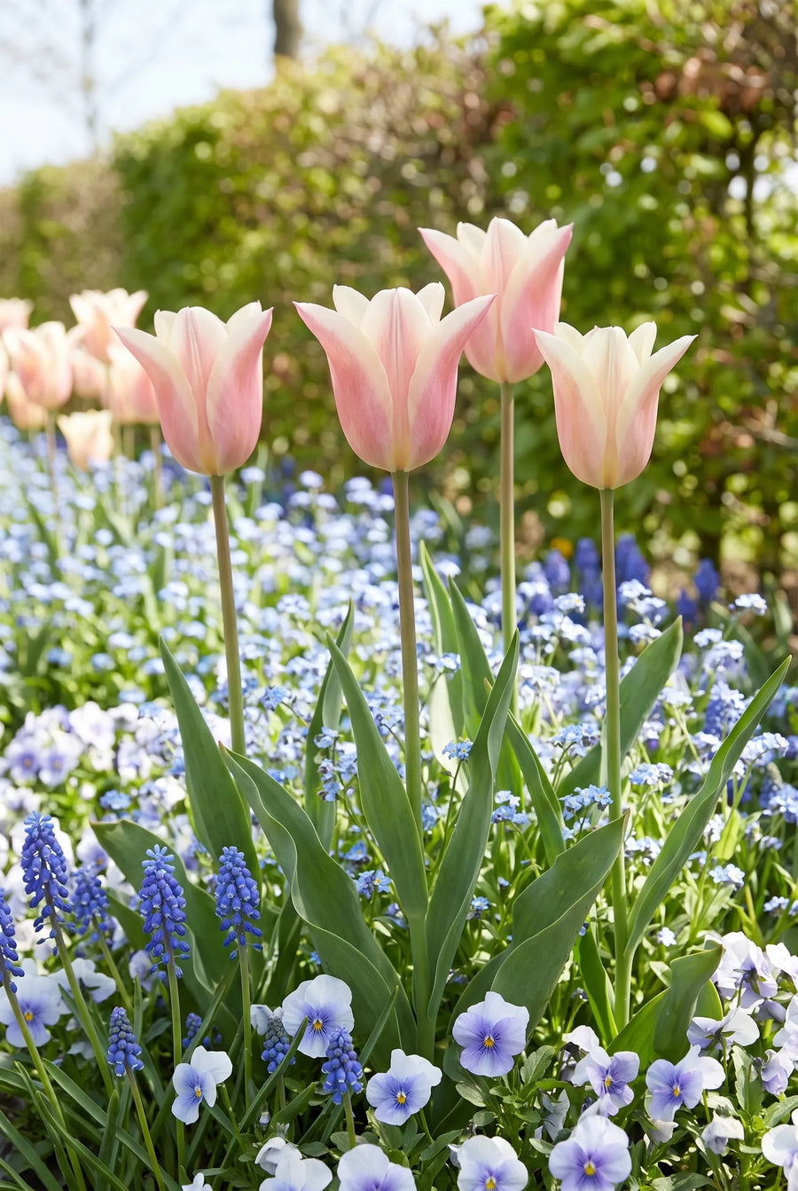 Tulipa Sanne — in de border