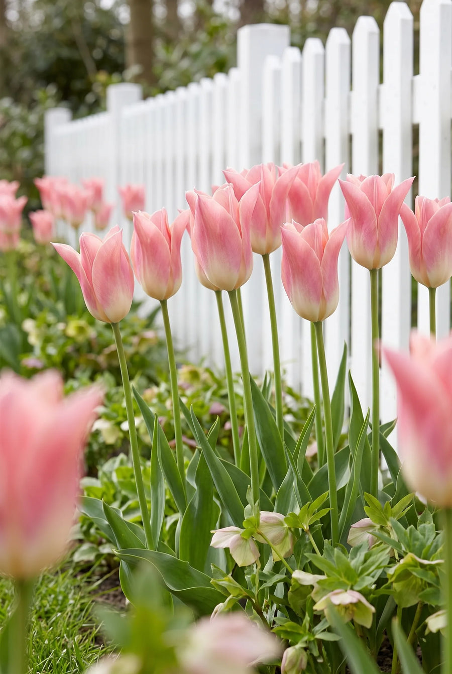 Tulipa Sanne — in de tuin