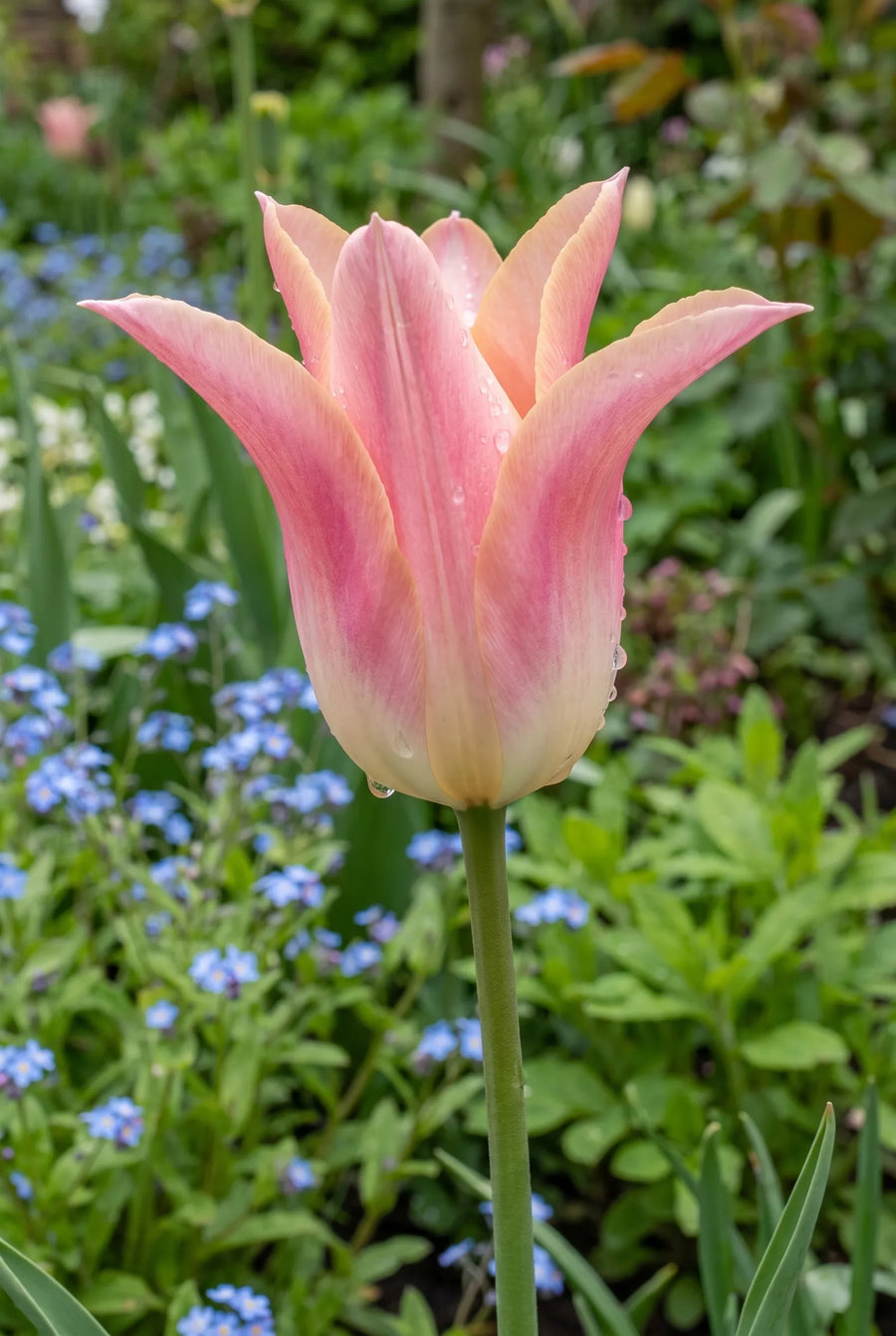 Tulipa Sanne — sfeerbeeld