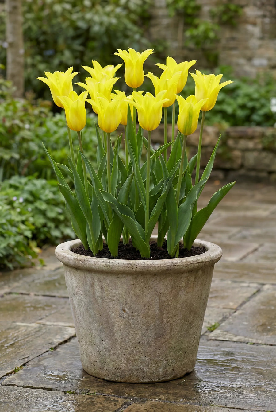 Tulipa Schiedam — in pot op terras