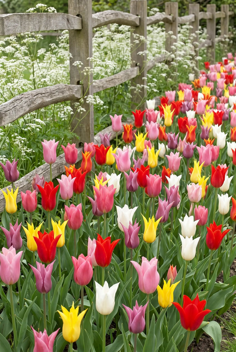 Tulipa Lilyflowering Mixed — groep in de tuinborder