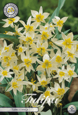 Tulipa Turkestanica