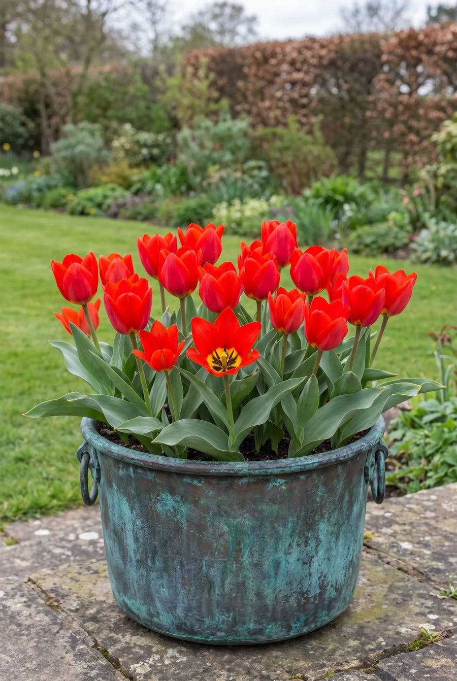 Tulipa Zwanenburg Tubergiana — in pot op terras