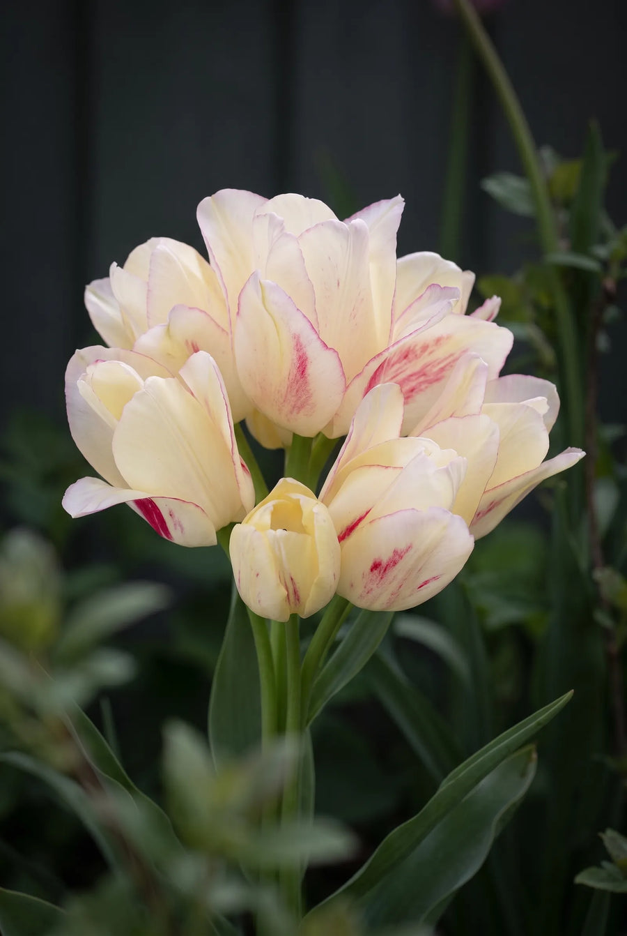 Tulipa Candy Club — sfeerbeeld