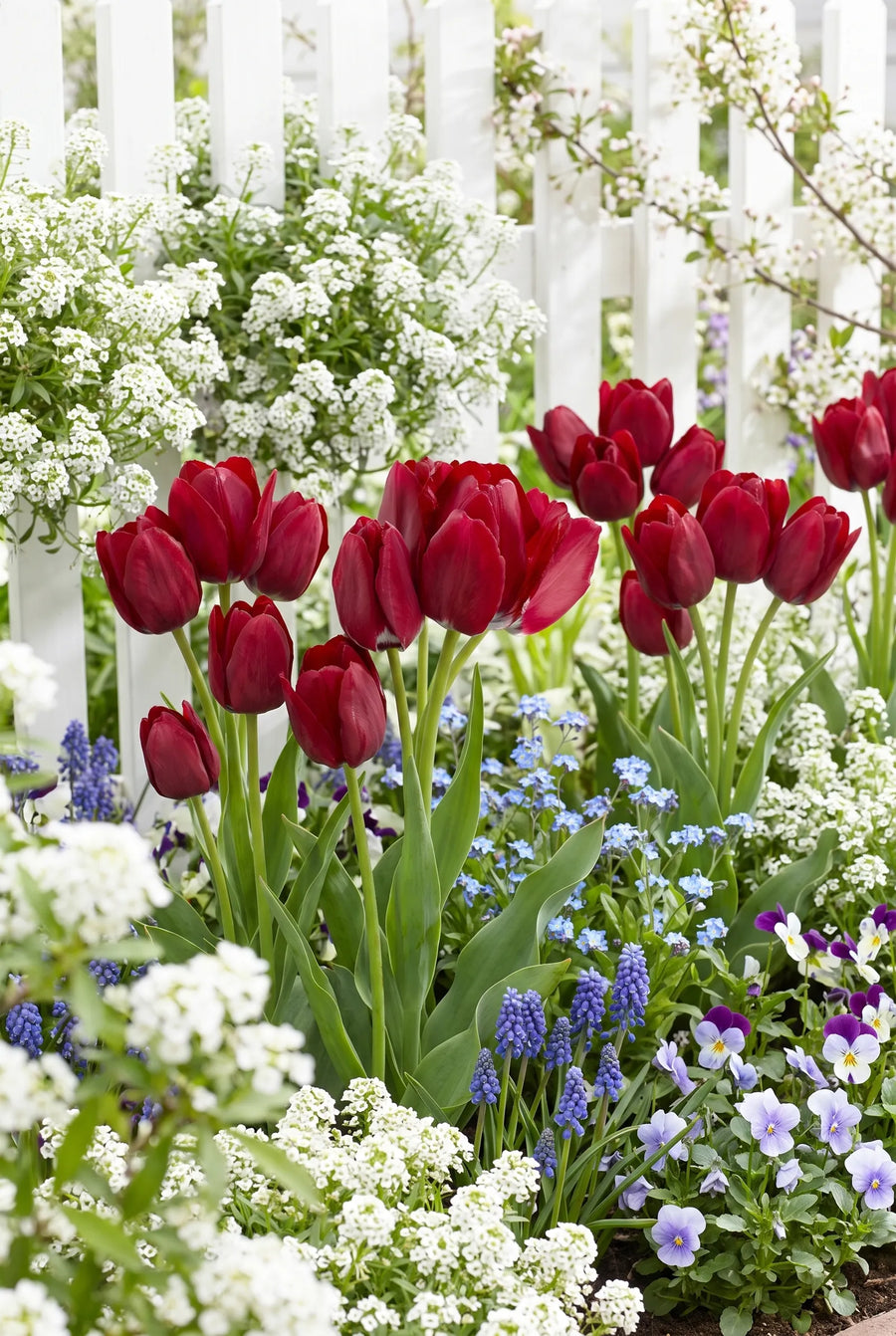 Tulipa Fiery Club — in de border
