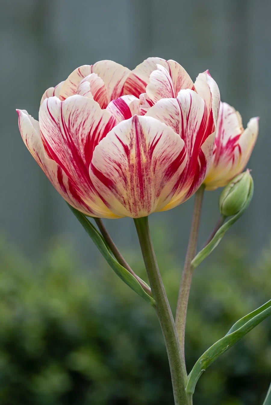 Tulipa Flaming Club — close-up van de bloem