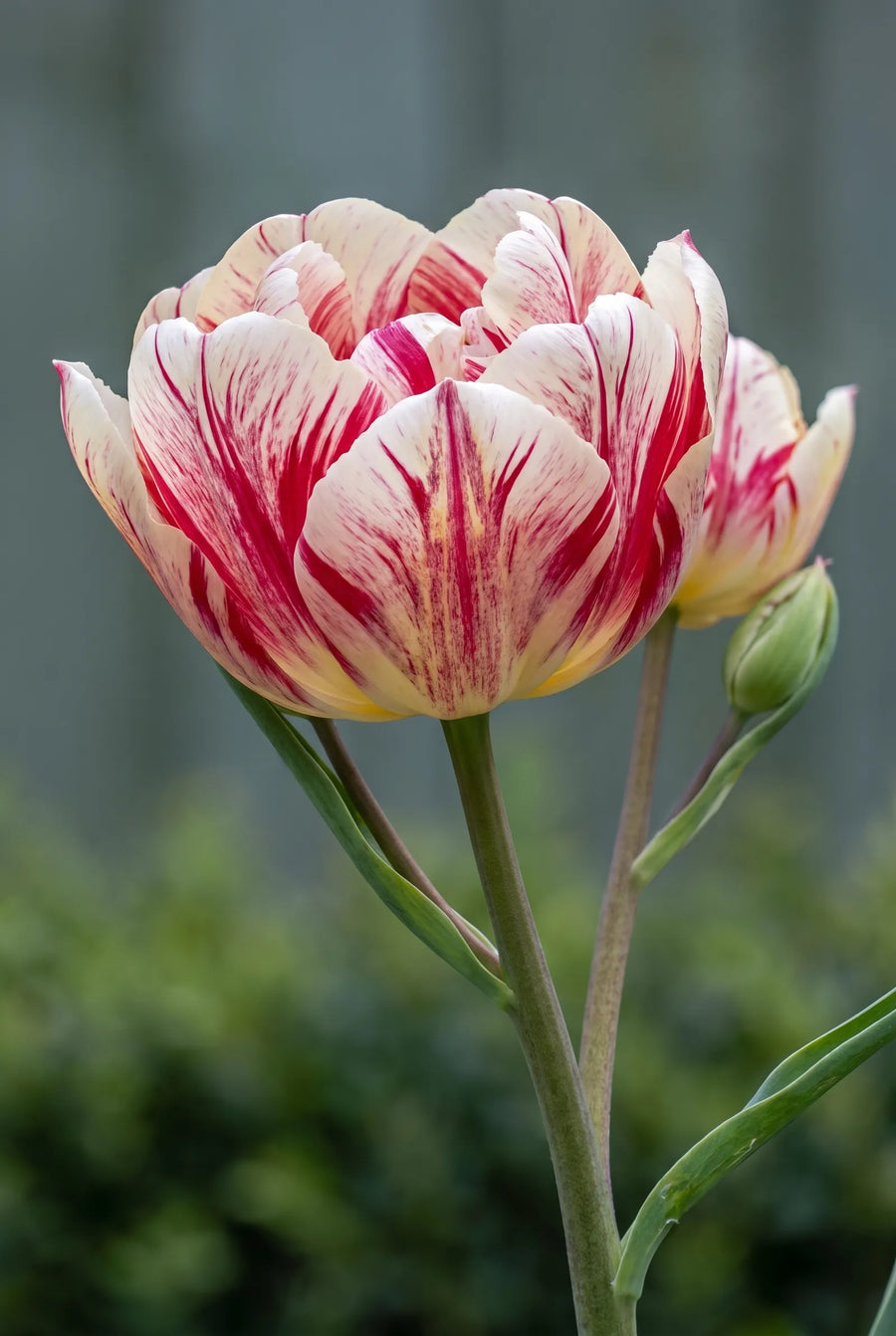 Tulipa Flaming Club — close-up van de bloem