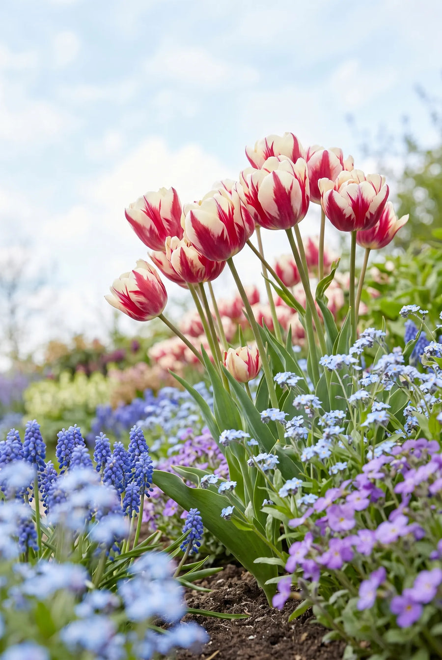 Tulipa Flaming Club — in de tuin