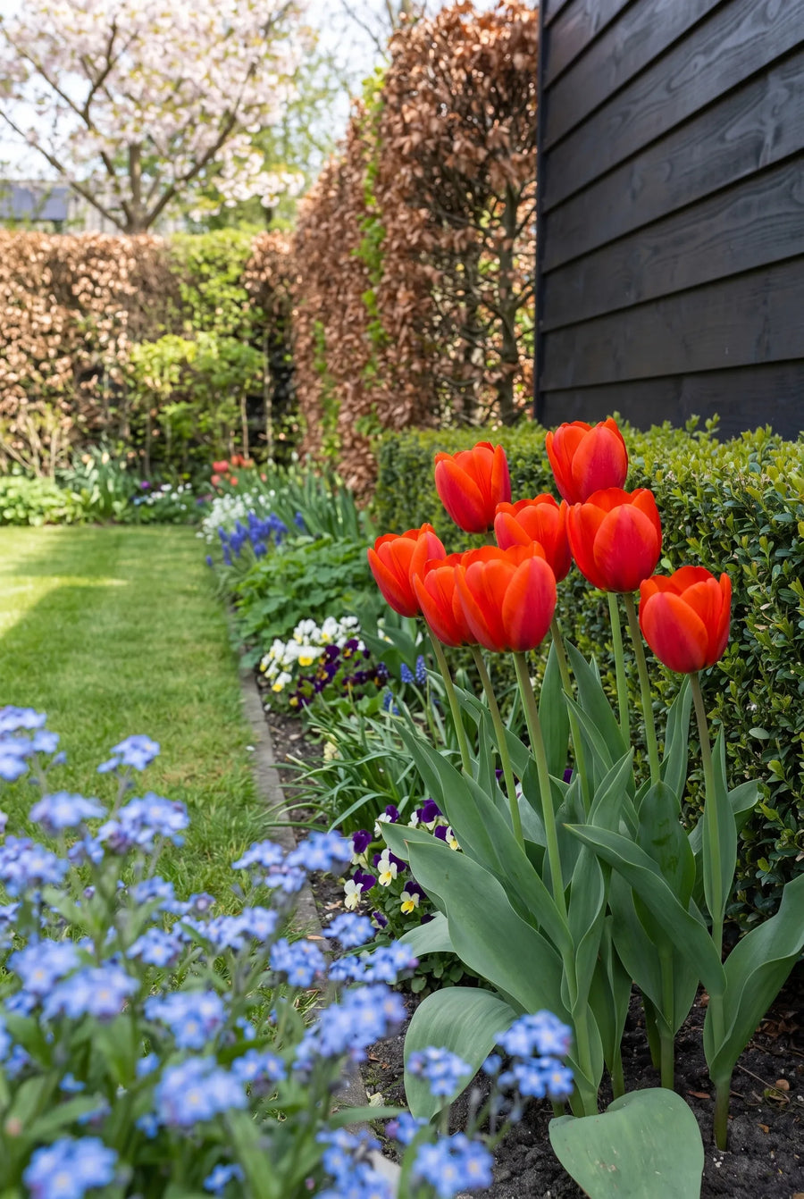 Tulipa Bravoure — in de border